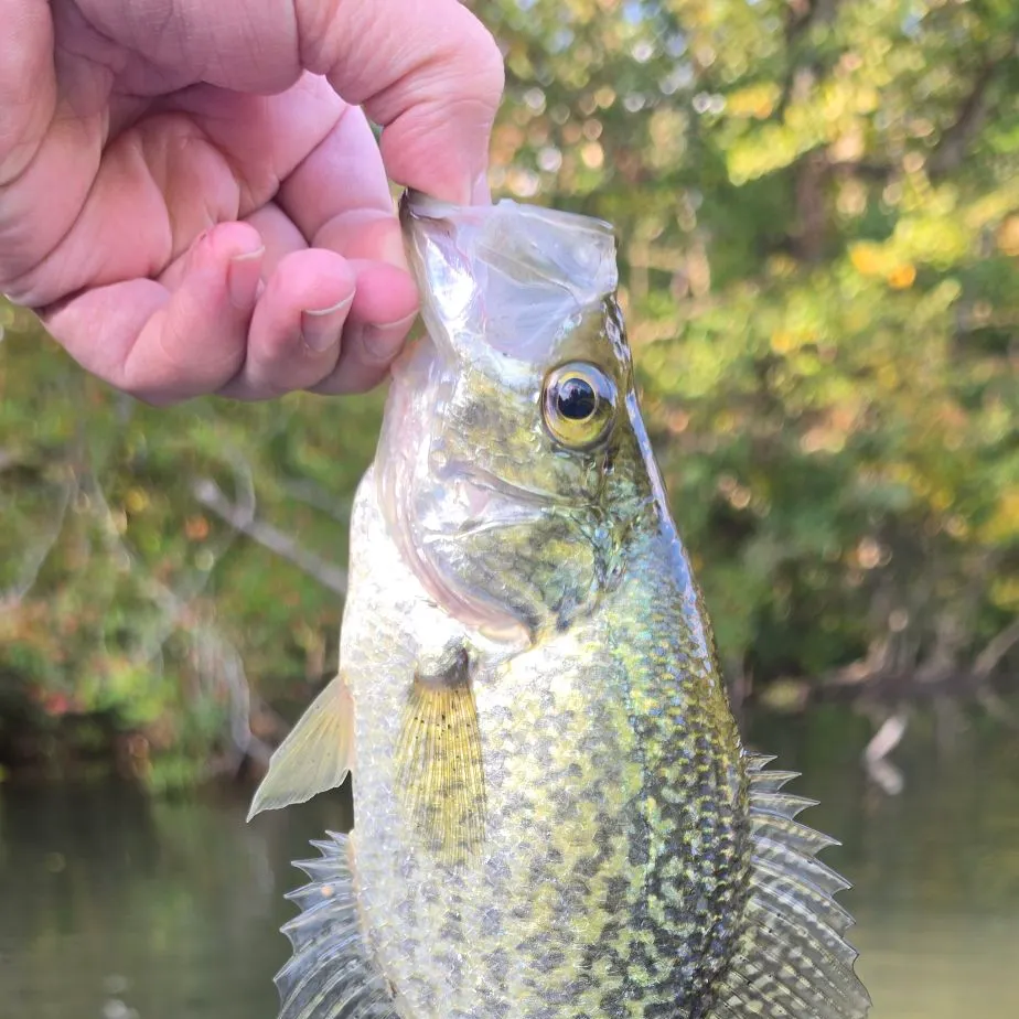 Black crappie caught on Fishbrain