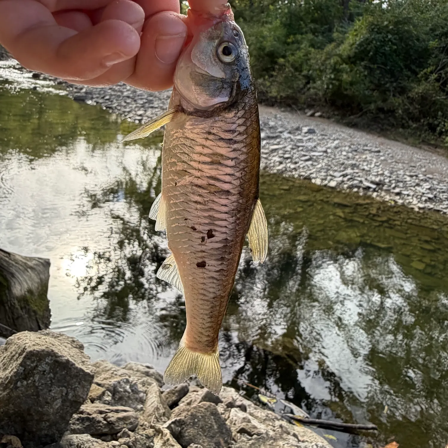 Striped shiner caught on Fishbrain