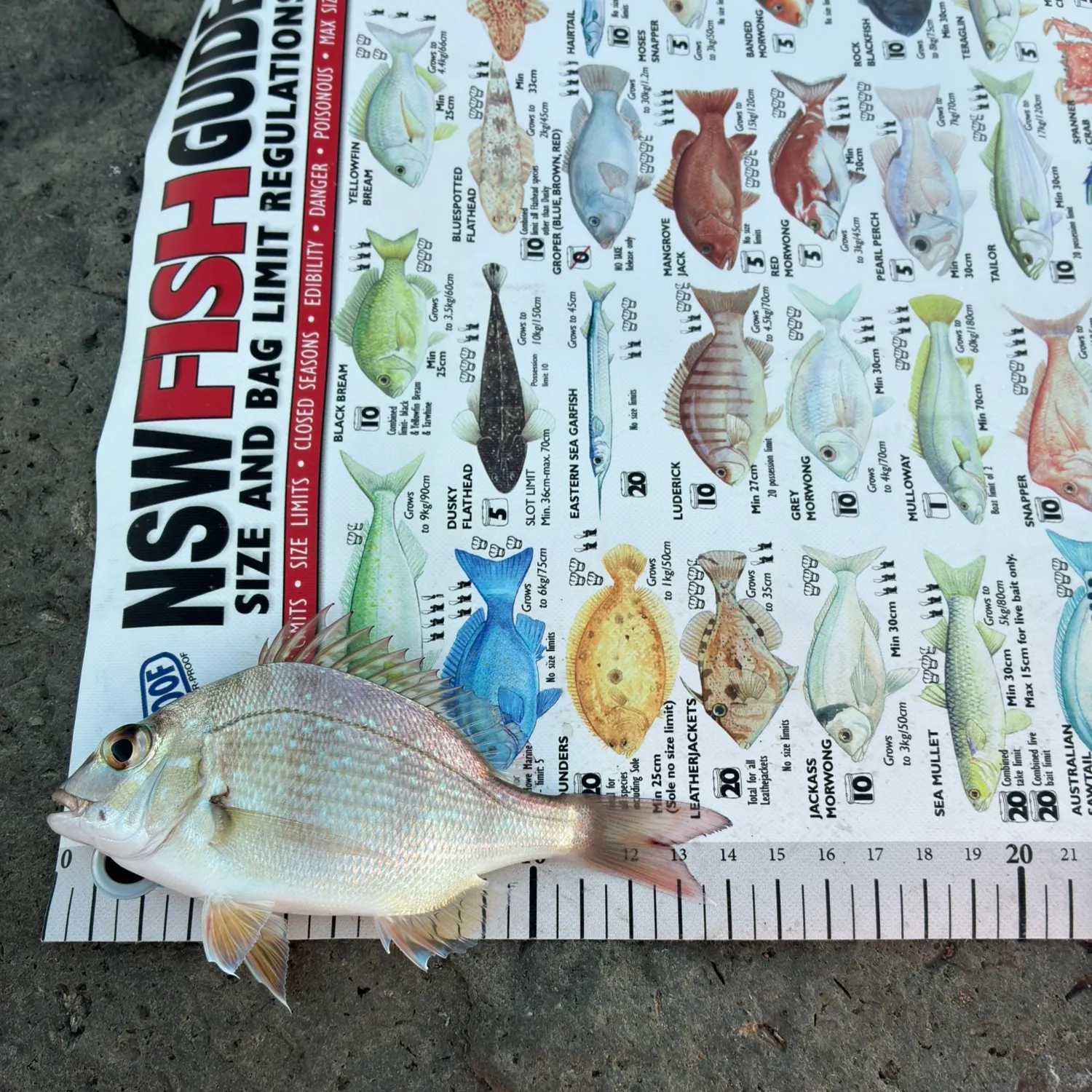 recently logged catches