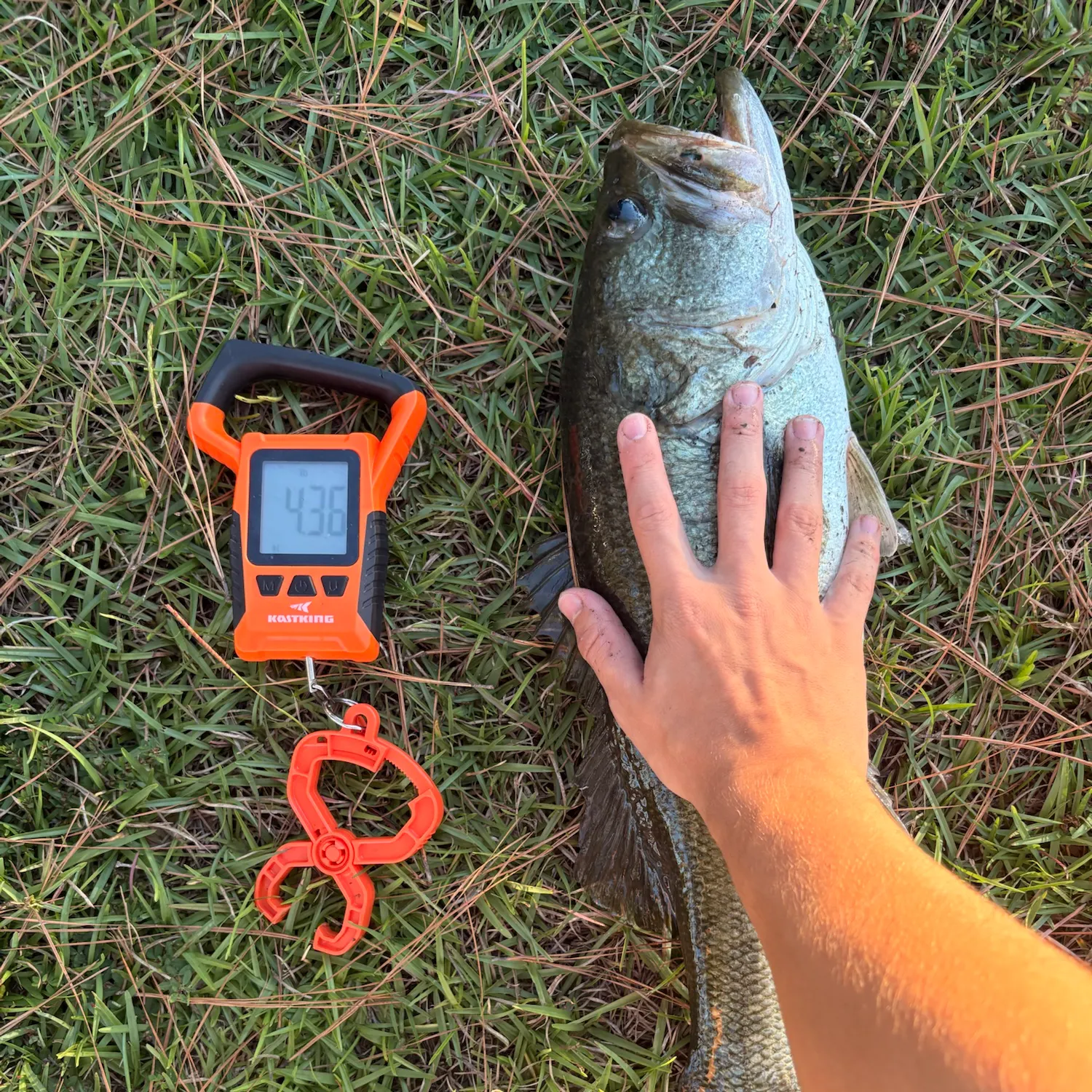 Fish caught on Fishbrain
