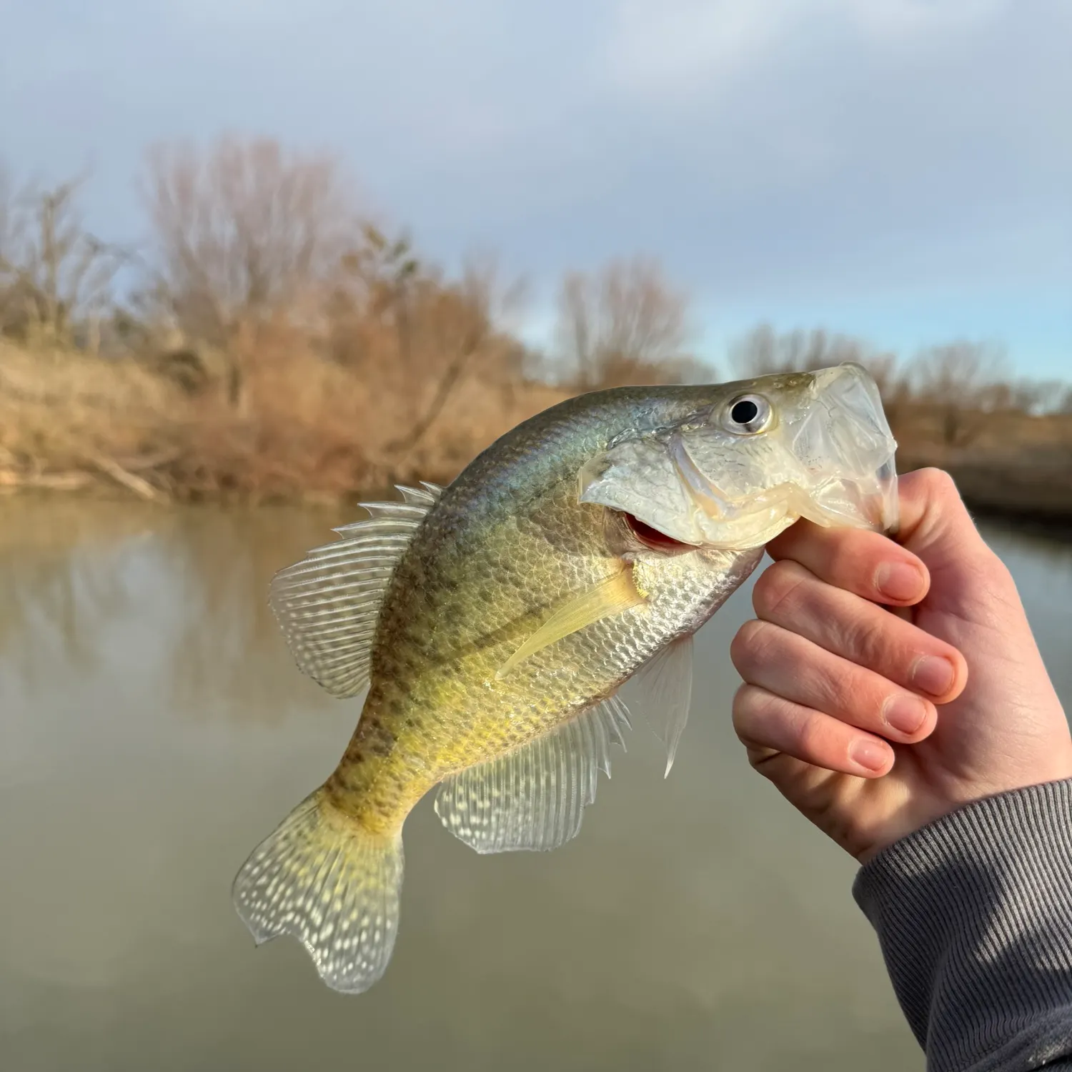 The most recent White crappie catches on Fishbrain