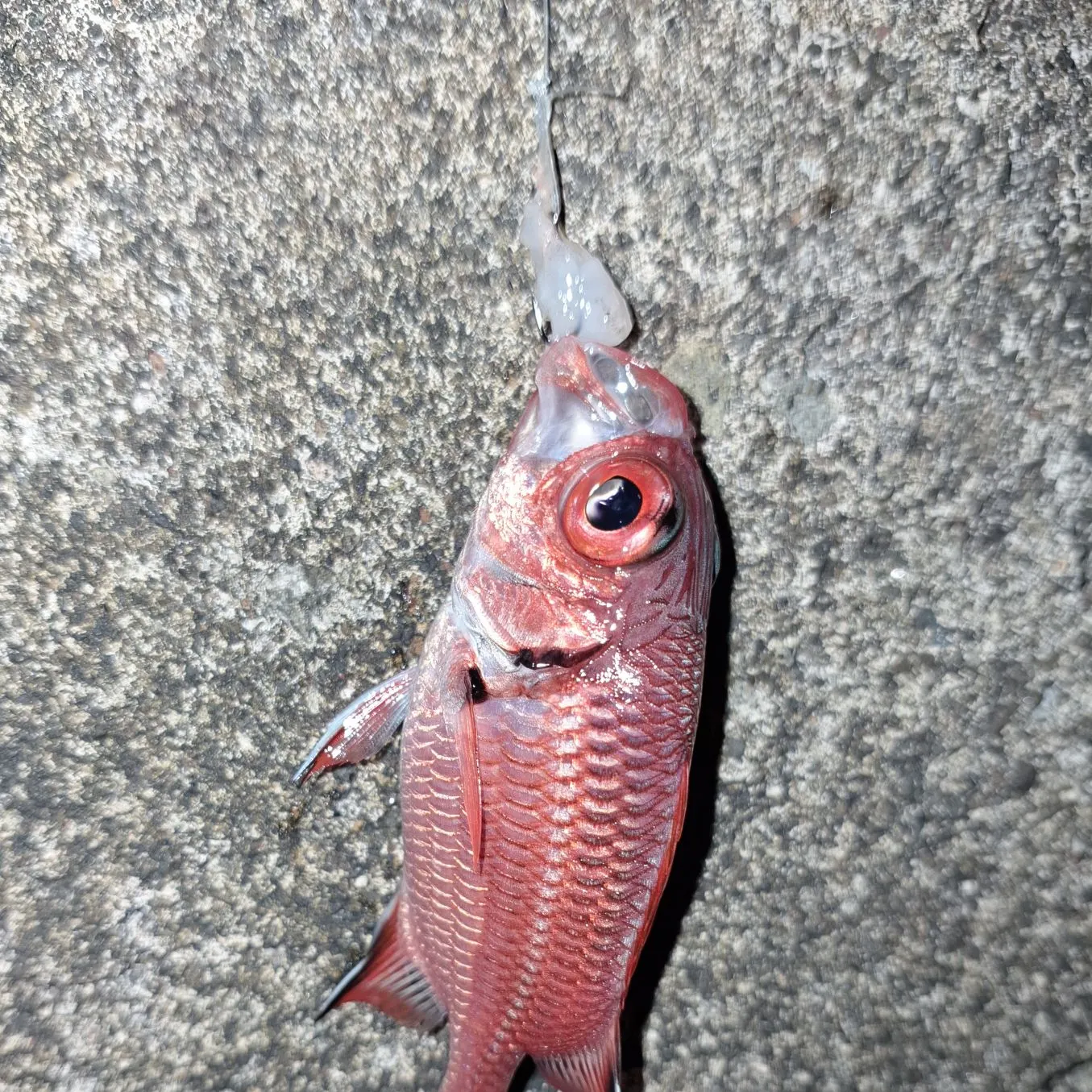 The most recent Blotcheye soldierfish catches on Fishbrain