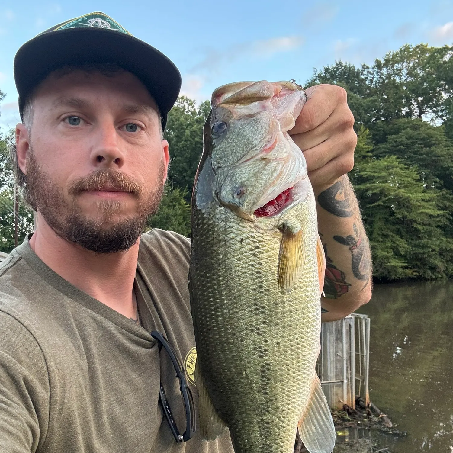 Largemouth bass caught on Fishbrain