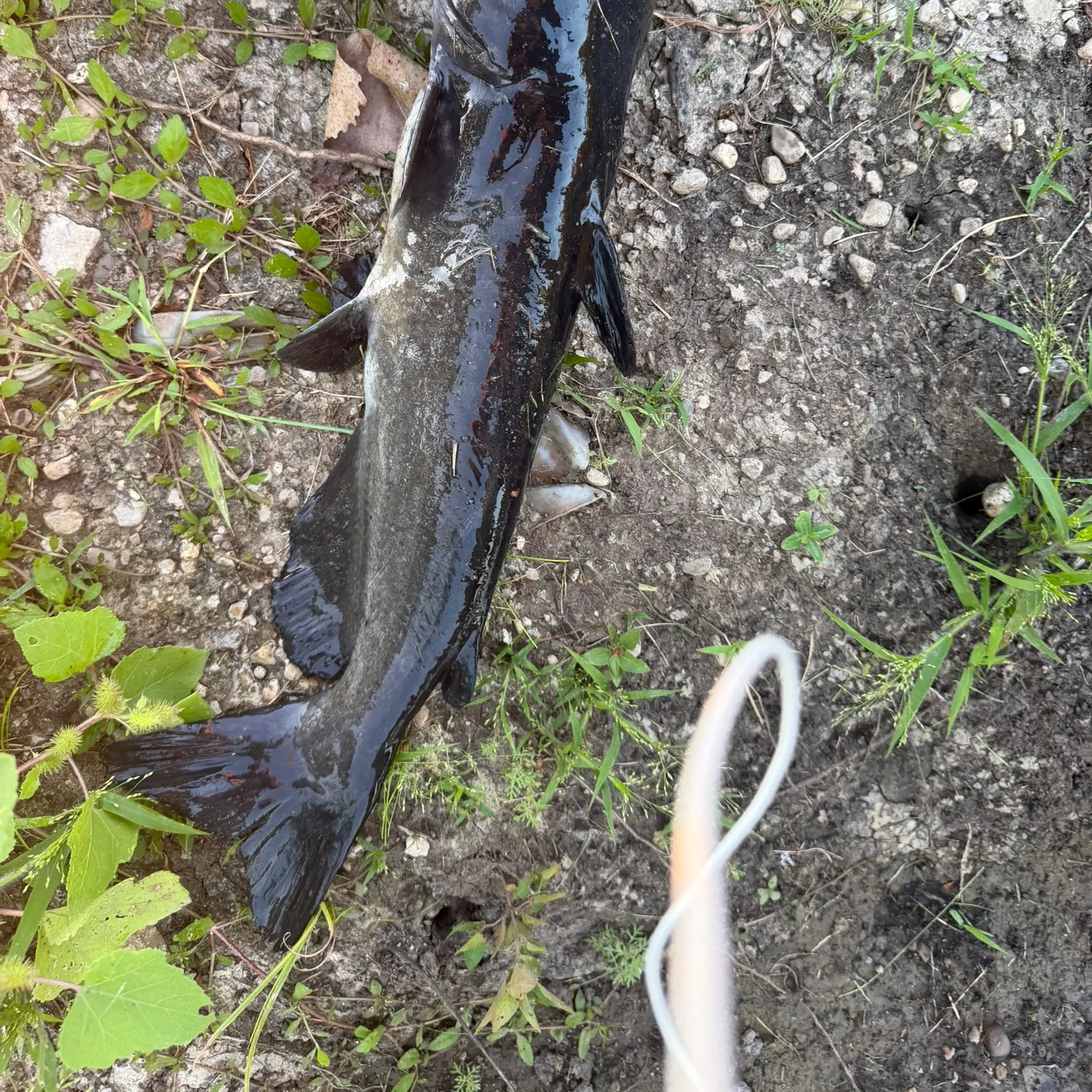 Channel catfish caught on Fishbrain
