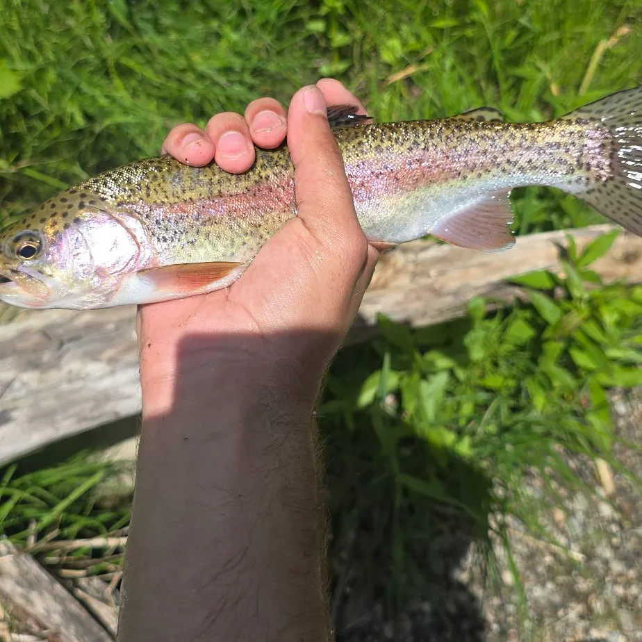 Rainbow trout caught on Fishbrain