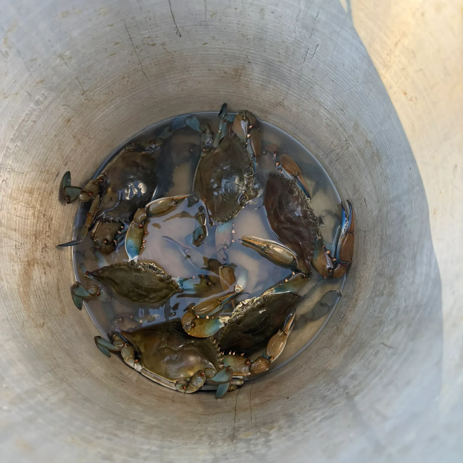 Fish caught on Fishbrain