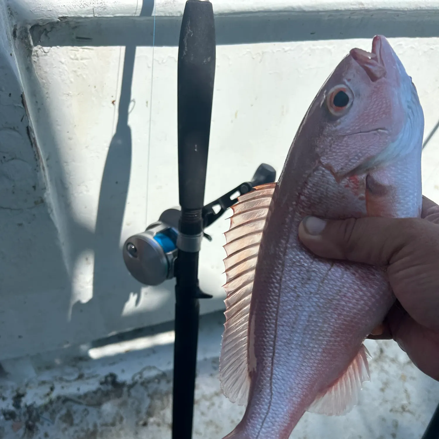 Vermilion snapper caught on Fishbrain