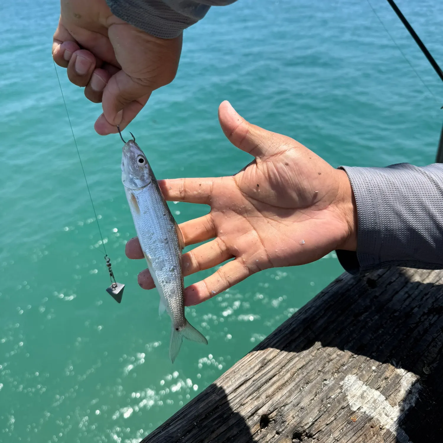 The most recent Longjaw bonefish catches on Fishbrain
