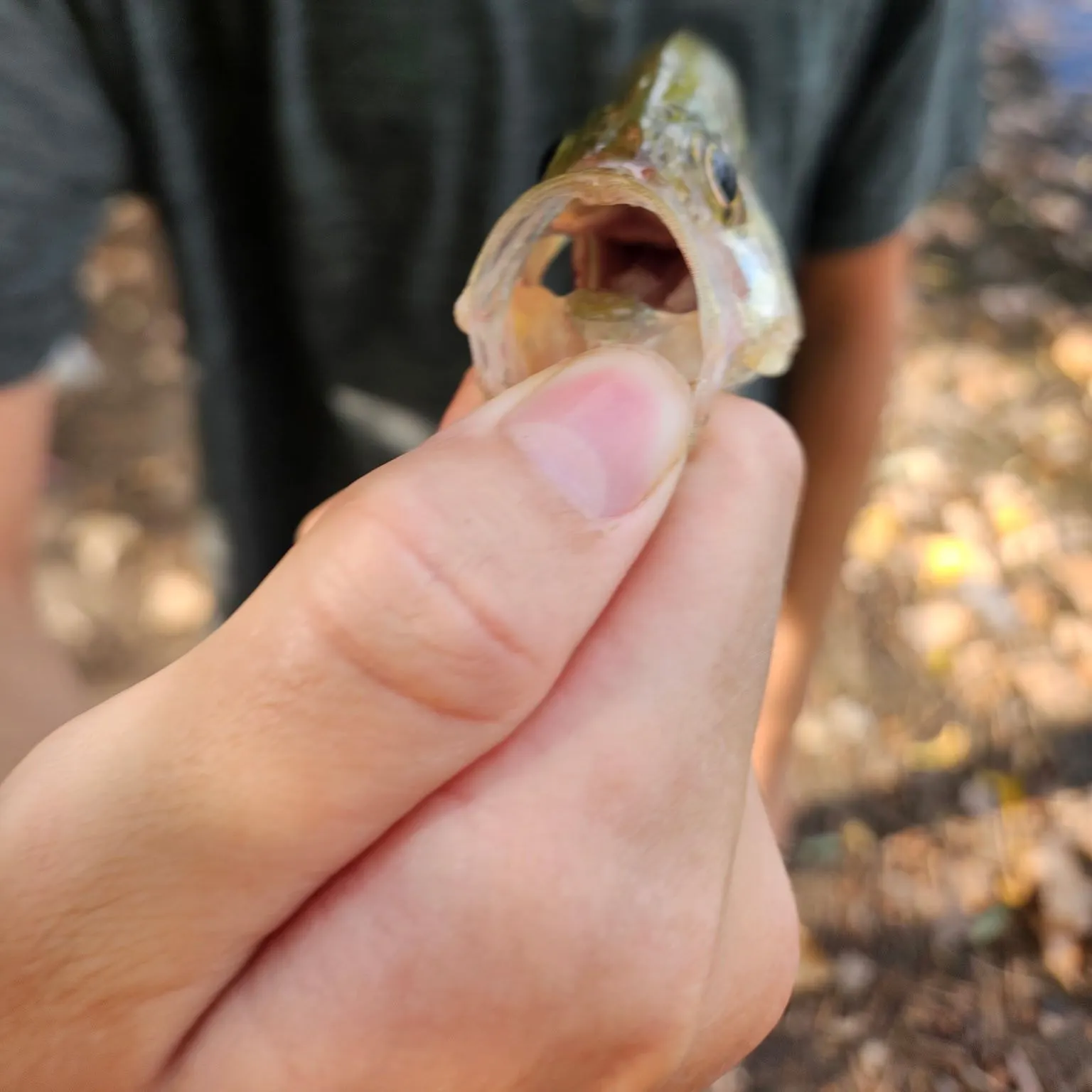 Black crappie caught on Fishbrain