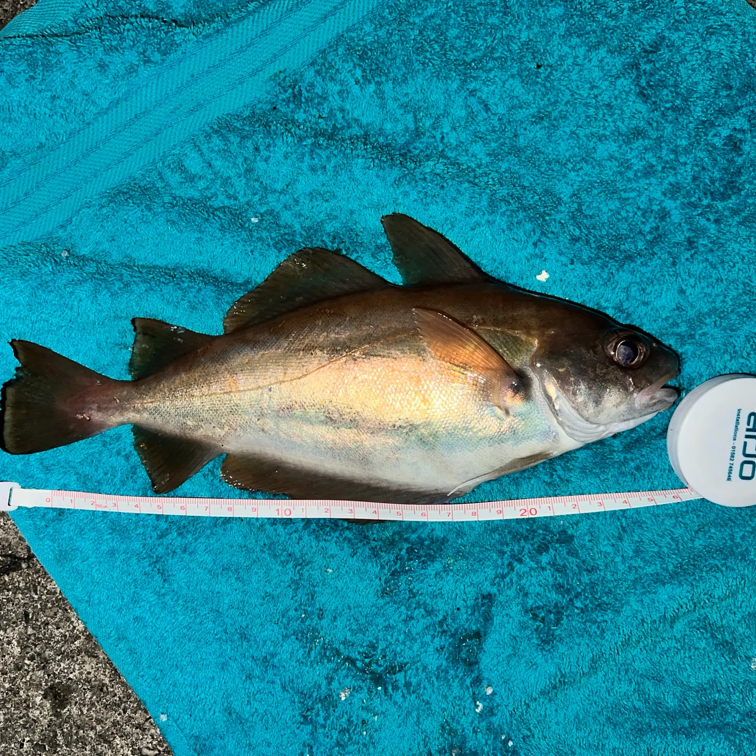 The most recent Pouting catches on Fishbrain