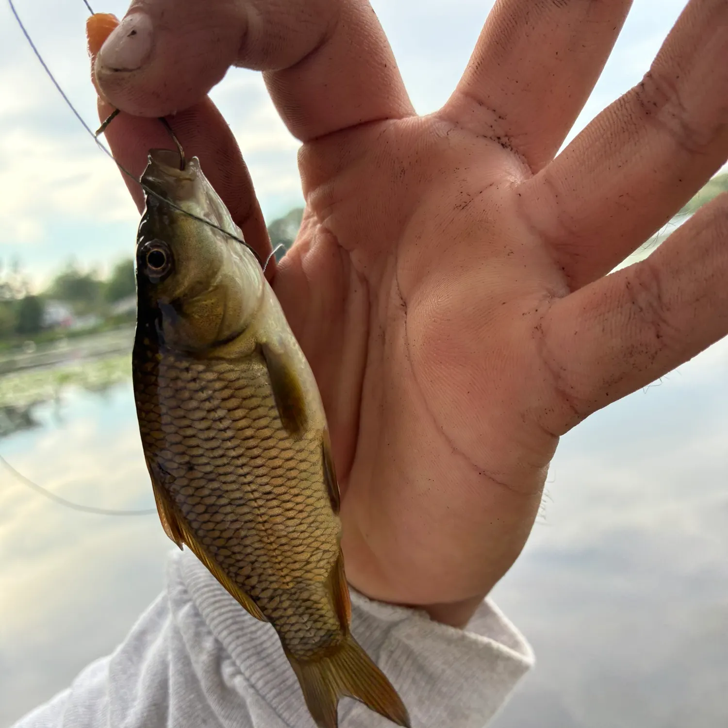 The most recent Common carp catches on Fishbrain