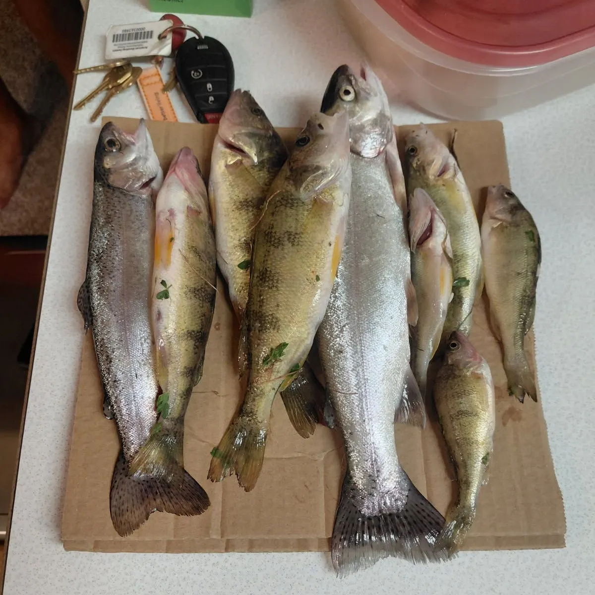 recently logged catches