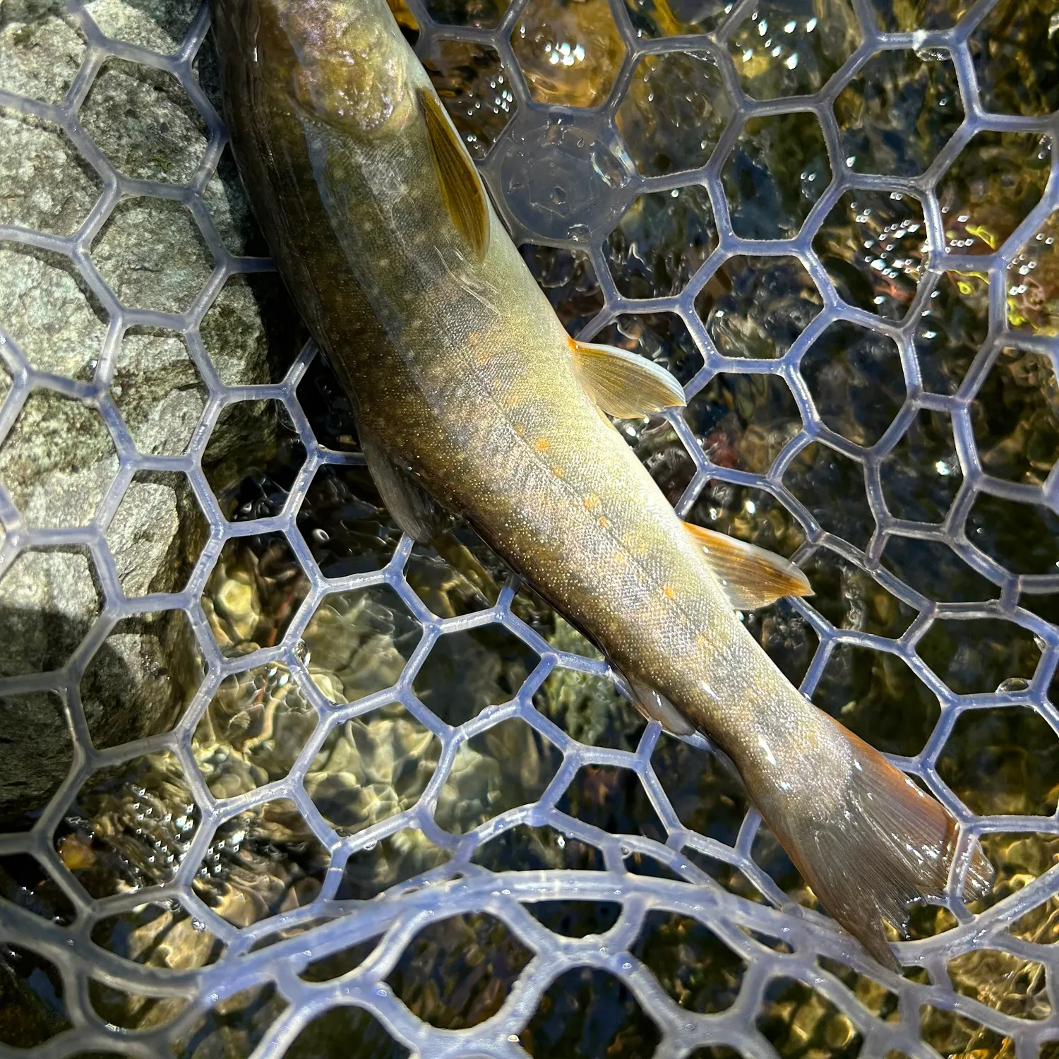 The most recent Japanese pluvius char catches on Fishbrain