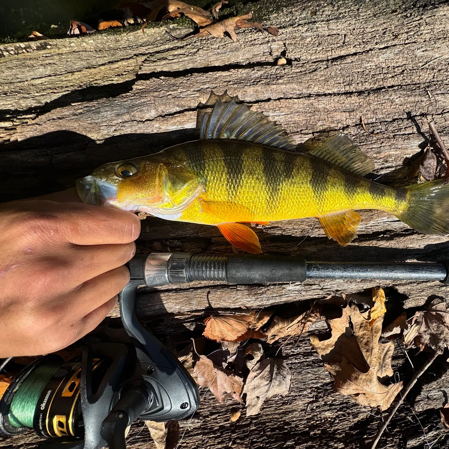 Yellow perch caught on Fishbrain