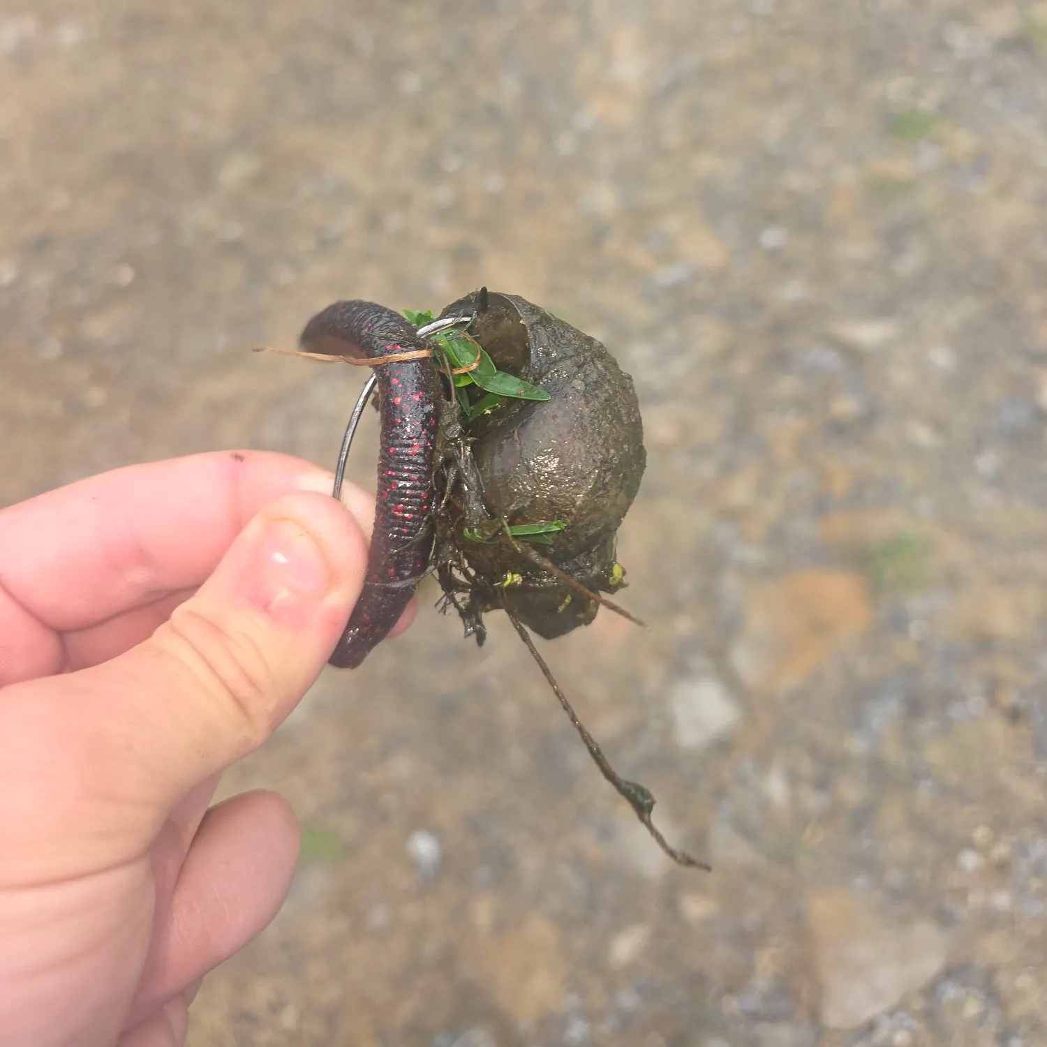 The most recent Snail bullhead catches on Fishbrain