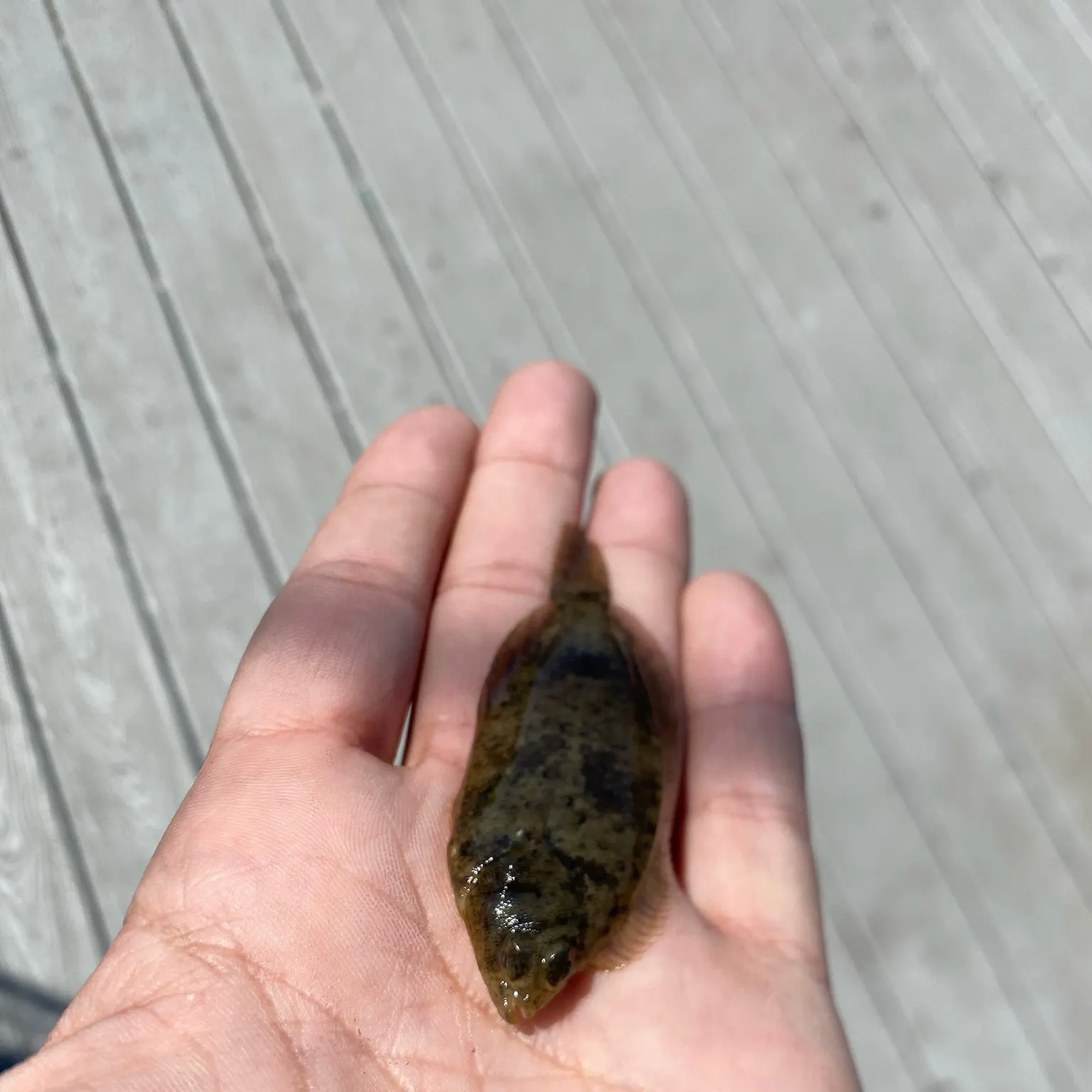 The most recent Summer flounder catches on Fishbrain