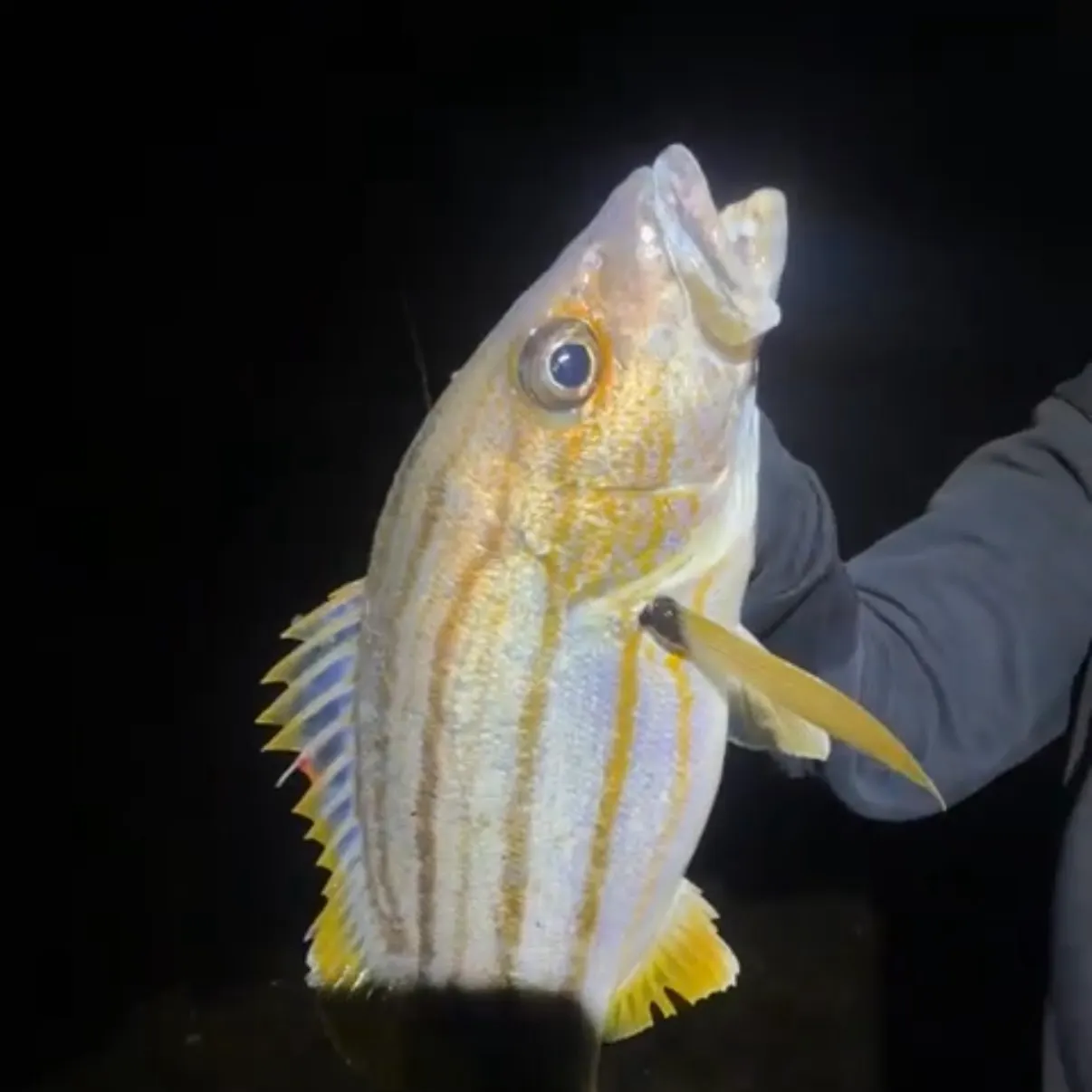 Spanish flag snapper caught on Fishbrain
