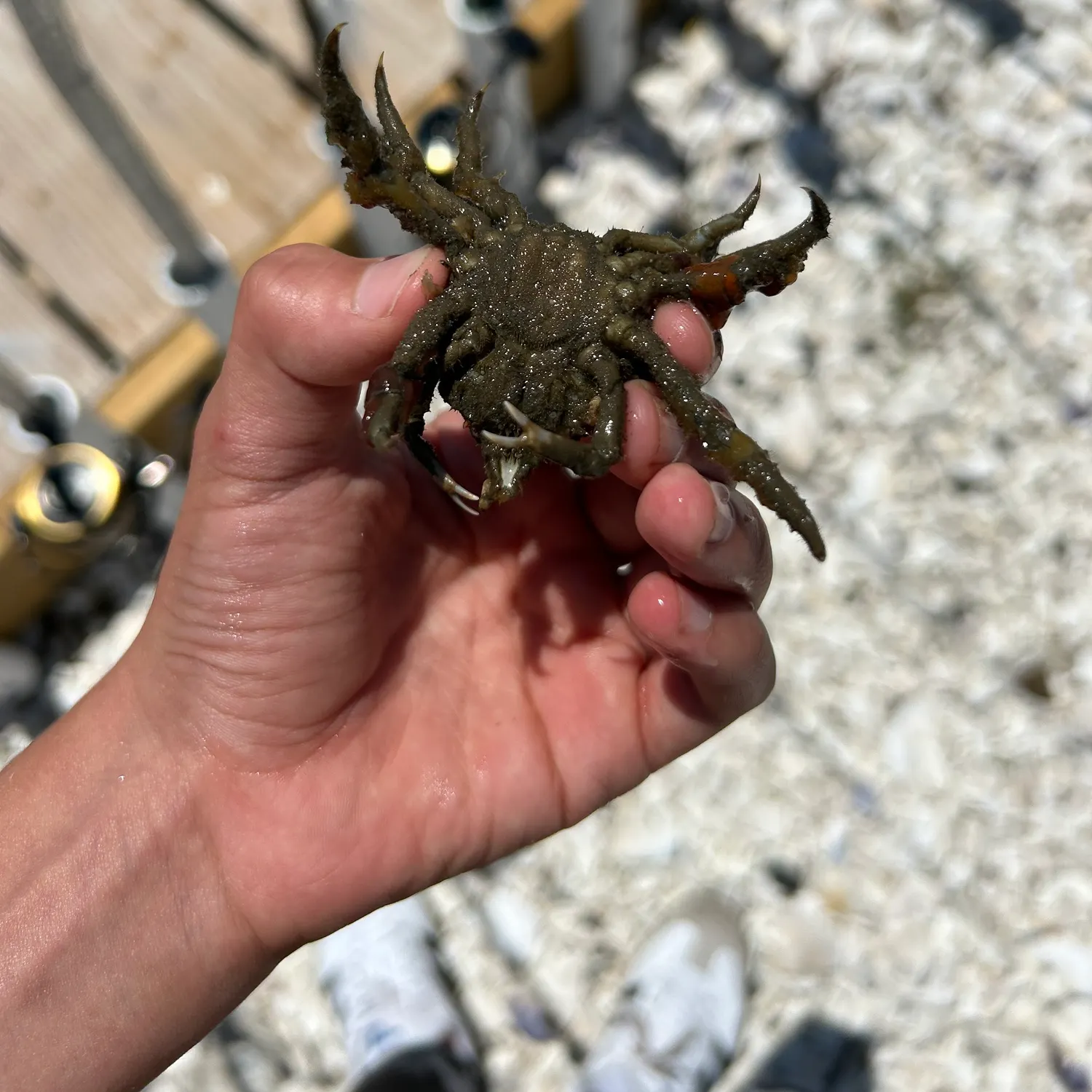 The most recent European spider crab catches on Fishbrain