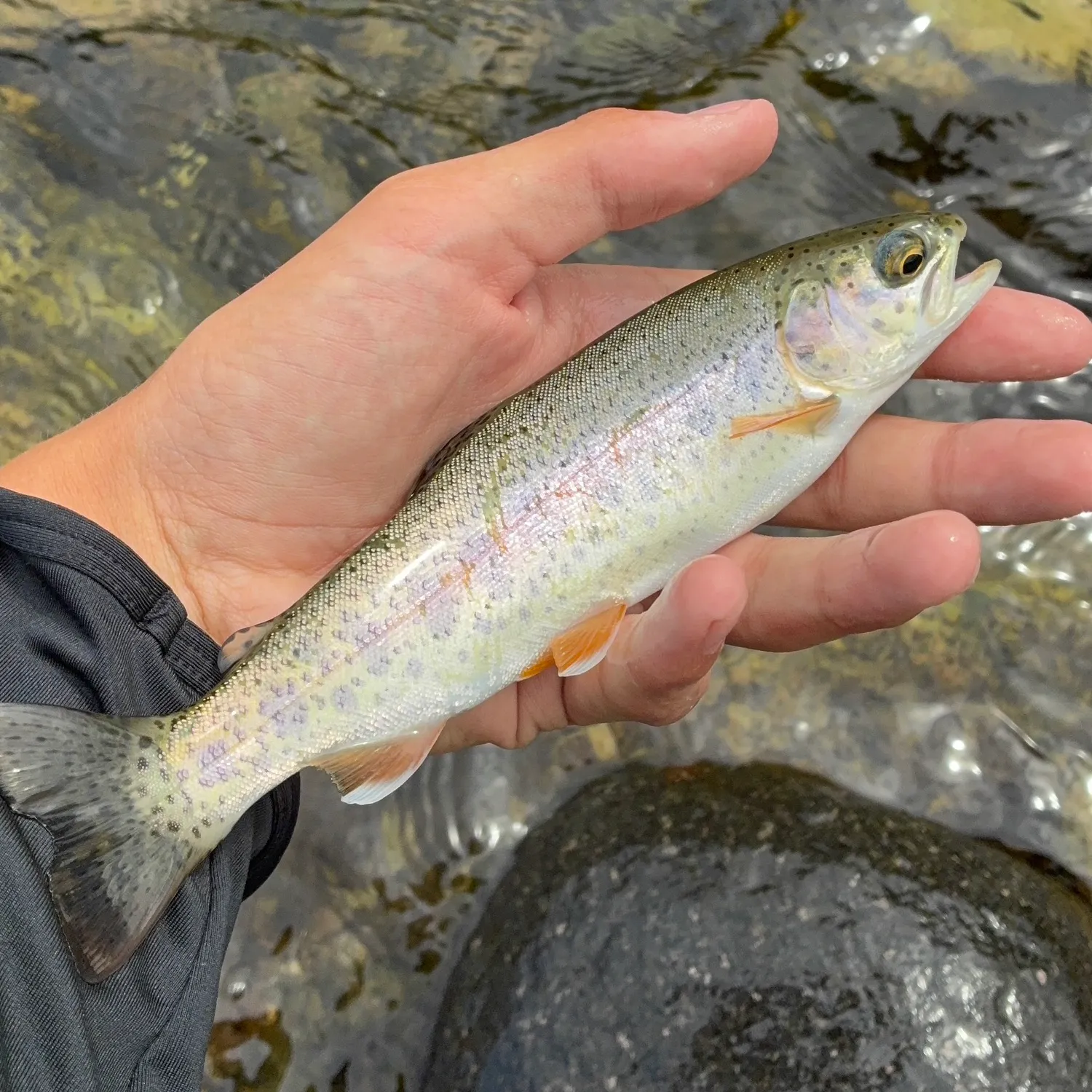 Rainbow trout caught on Fishbrain