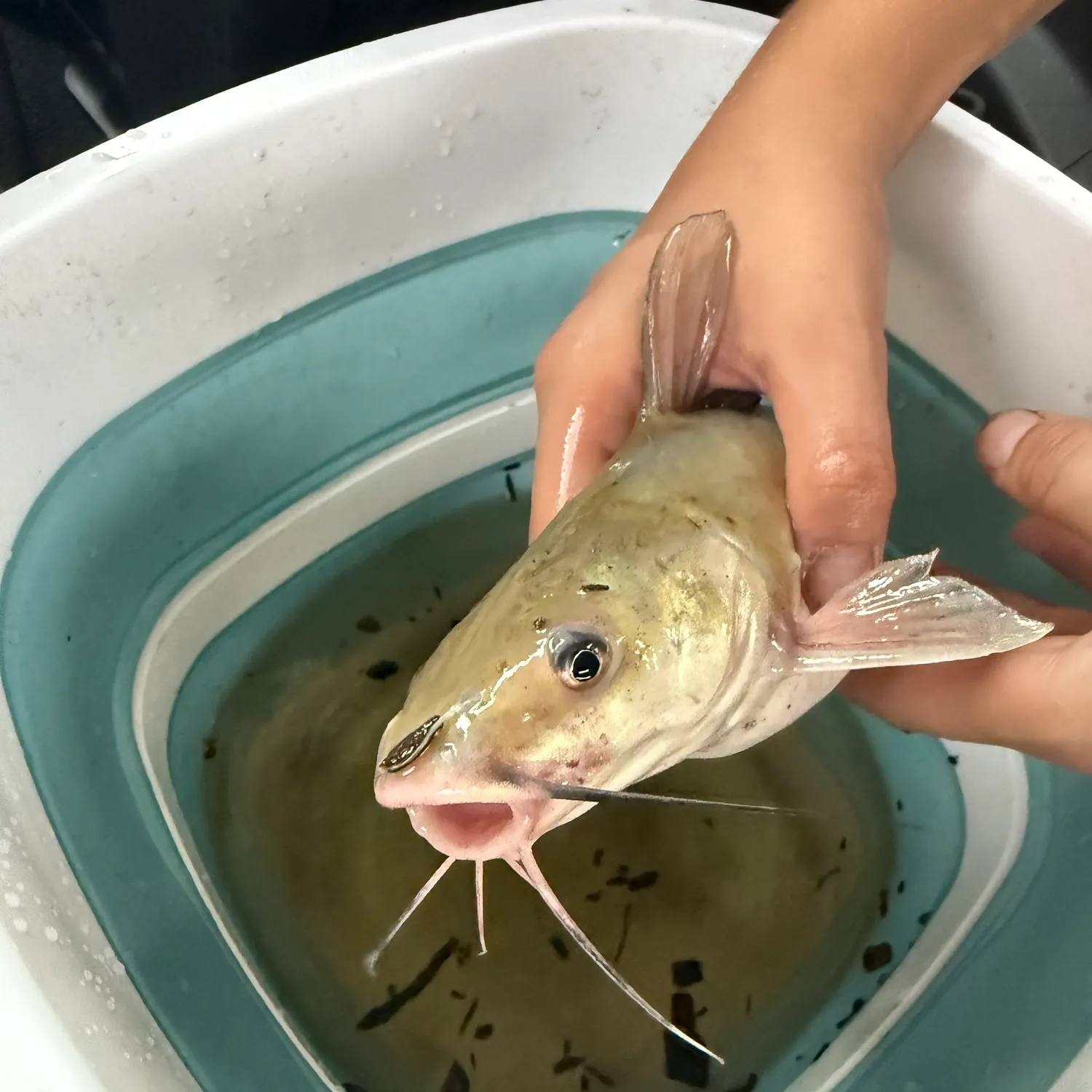 Channel catfish caught on Fishbrain