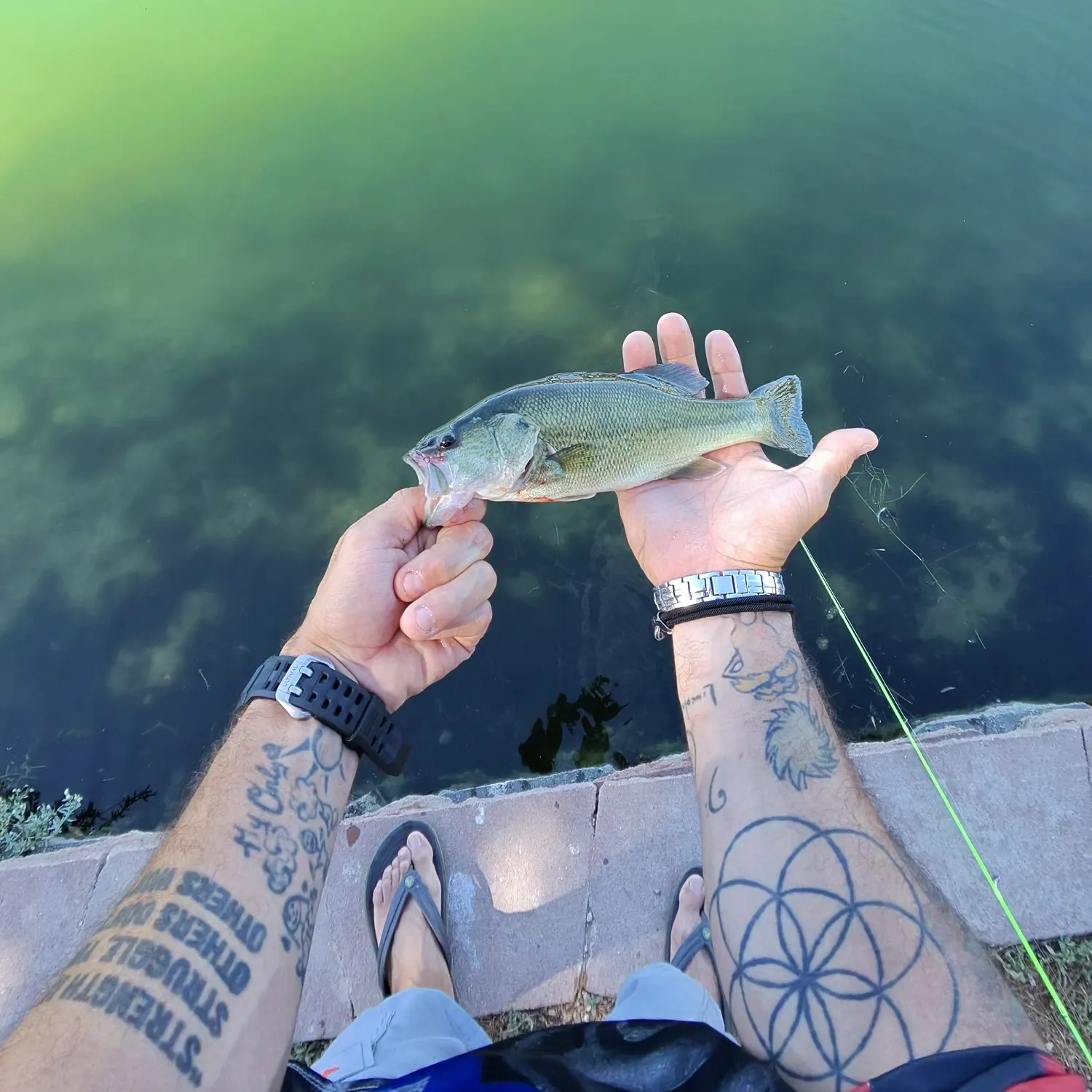 recently logged catches