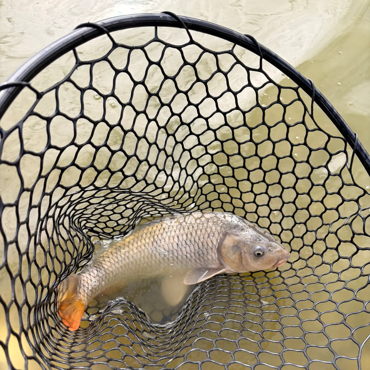 Common carp caught on Fishbrain