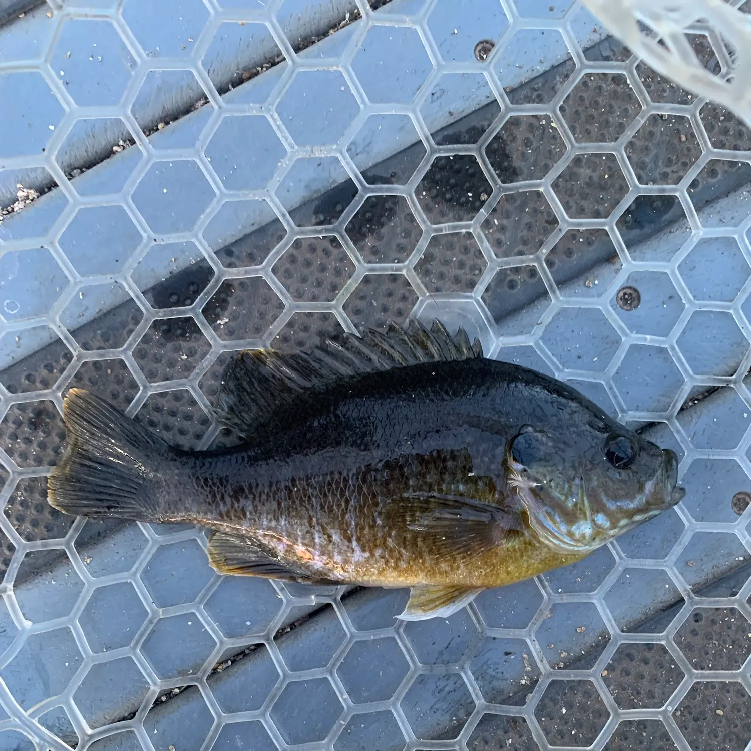 Greengill hybrid caught on Fishbrain