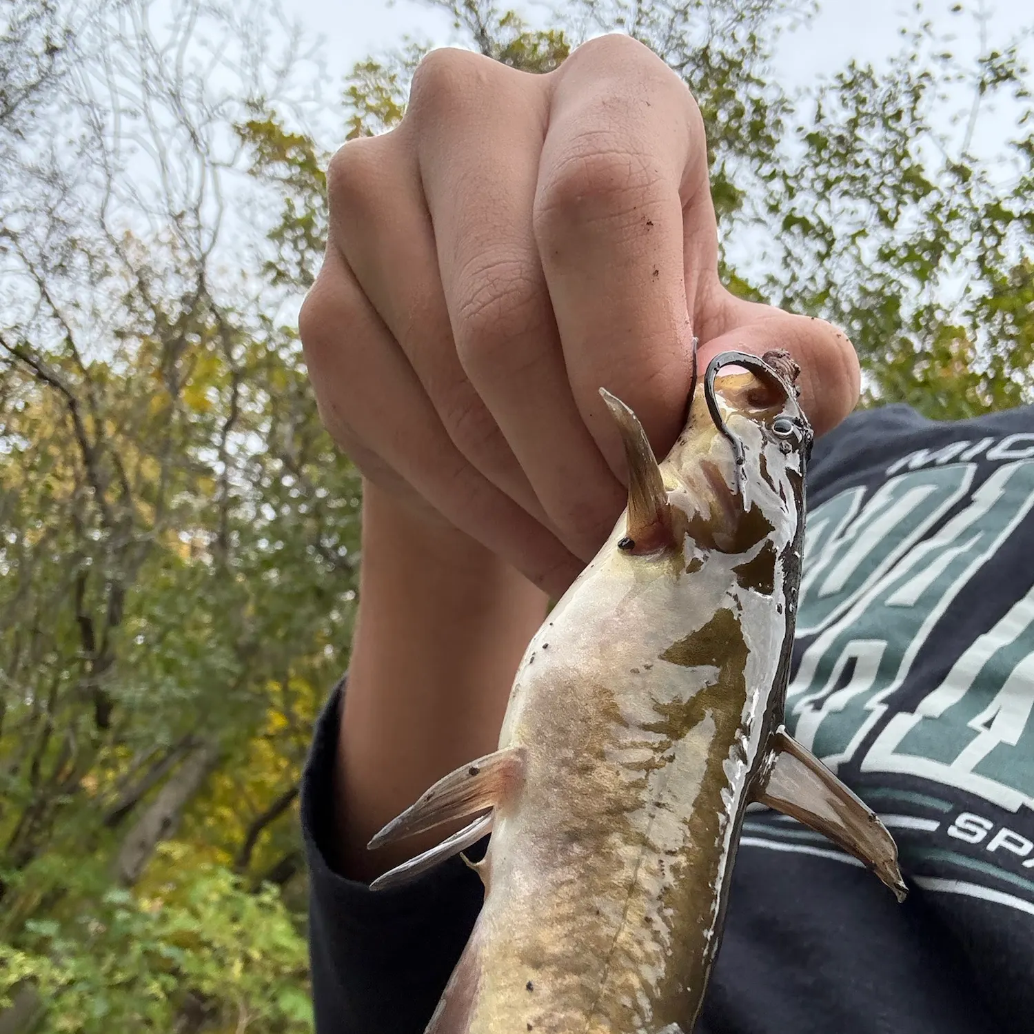 Channel catfish caught on Fishbrain