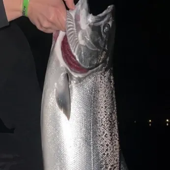 Coho salmon caught on Fishbrain