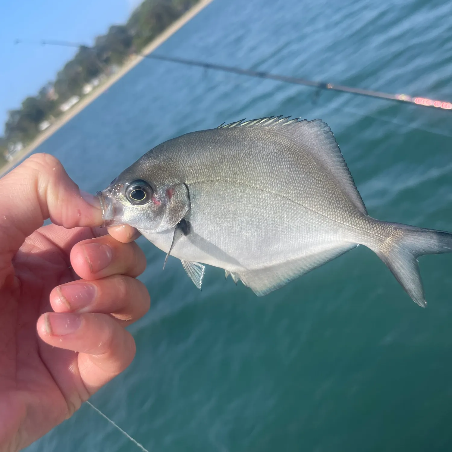 The most recent Silver sweep catches on Fishbrain