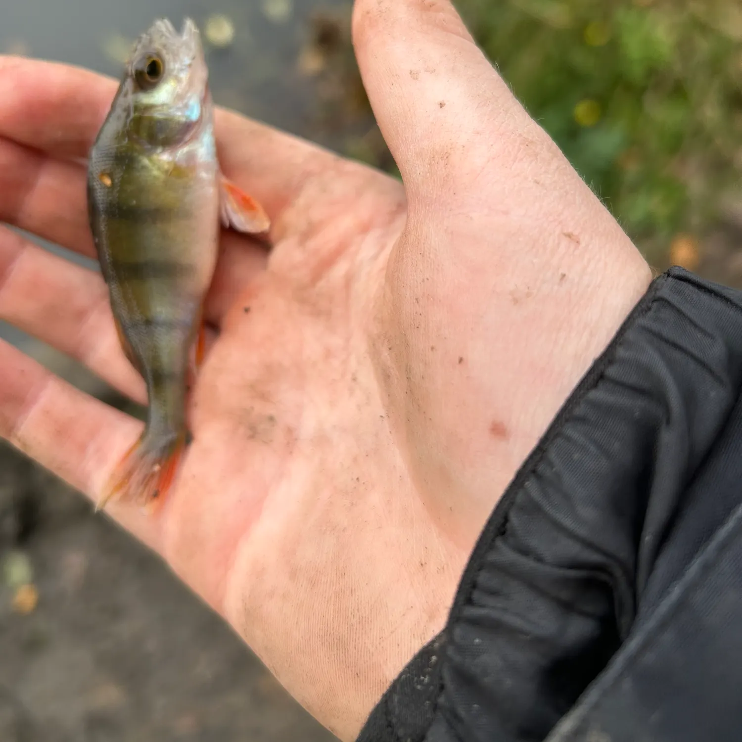 European perch caught on Fishbrain