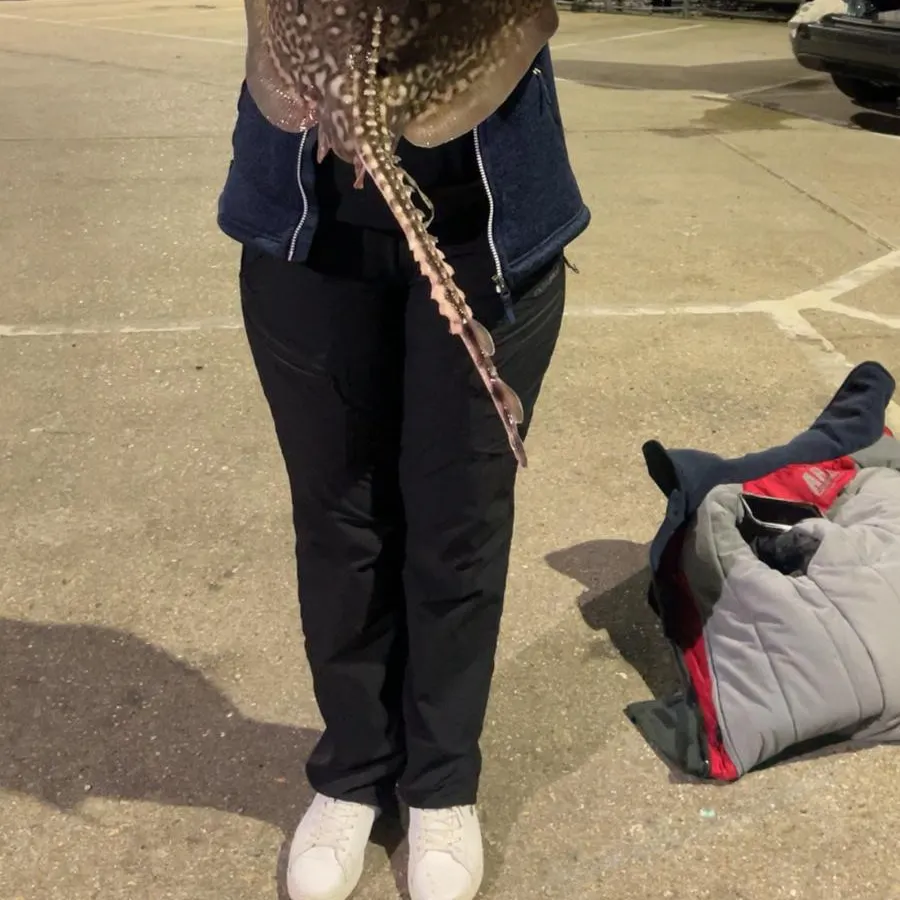 The most recent Thornback ray catches on Fishbrain