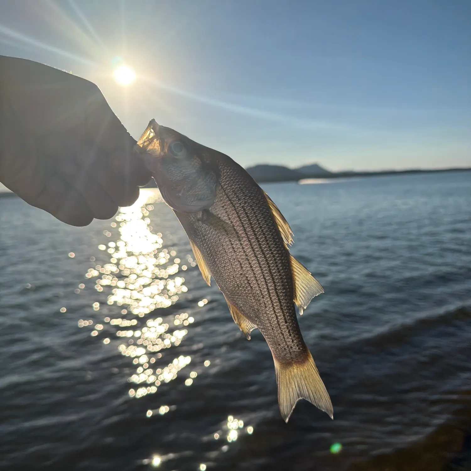 White bass caught on Fishbrain