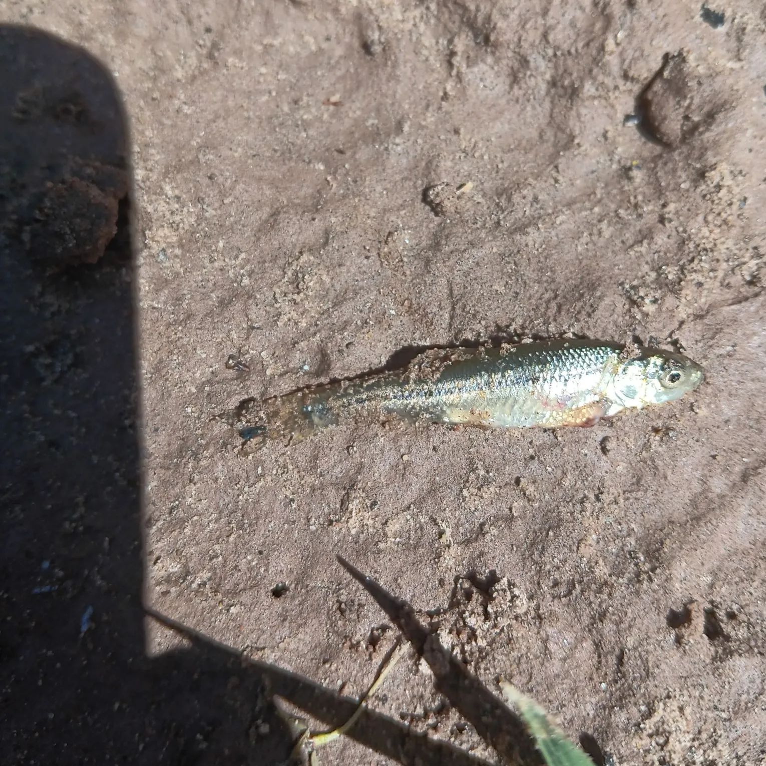 The most recent Fathead minnow catches on Fishbrain