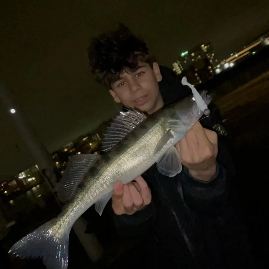 Zander caught on Fishbrain