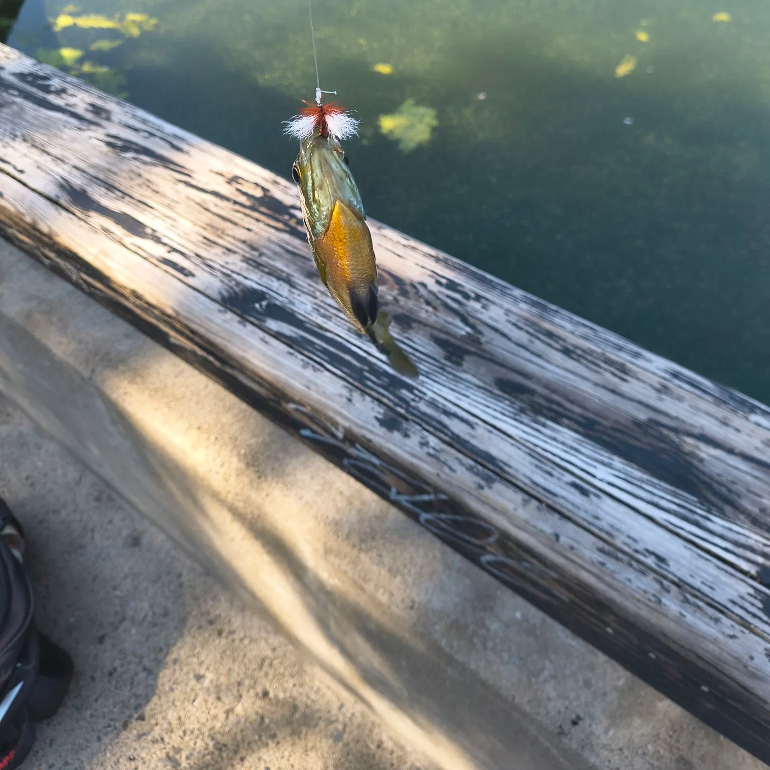 Bluegill caught on Fishbrain