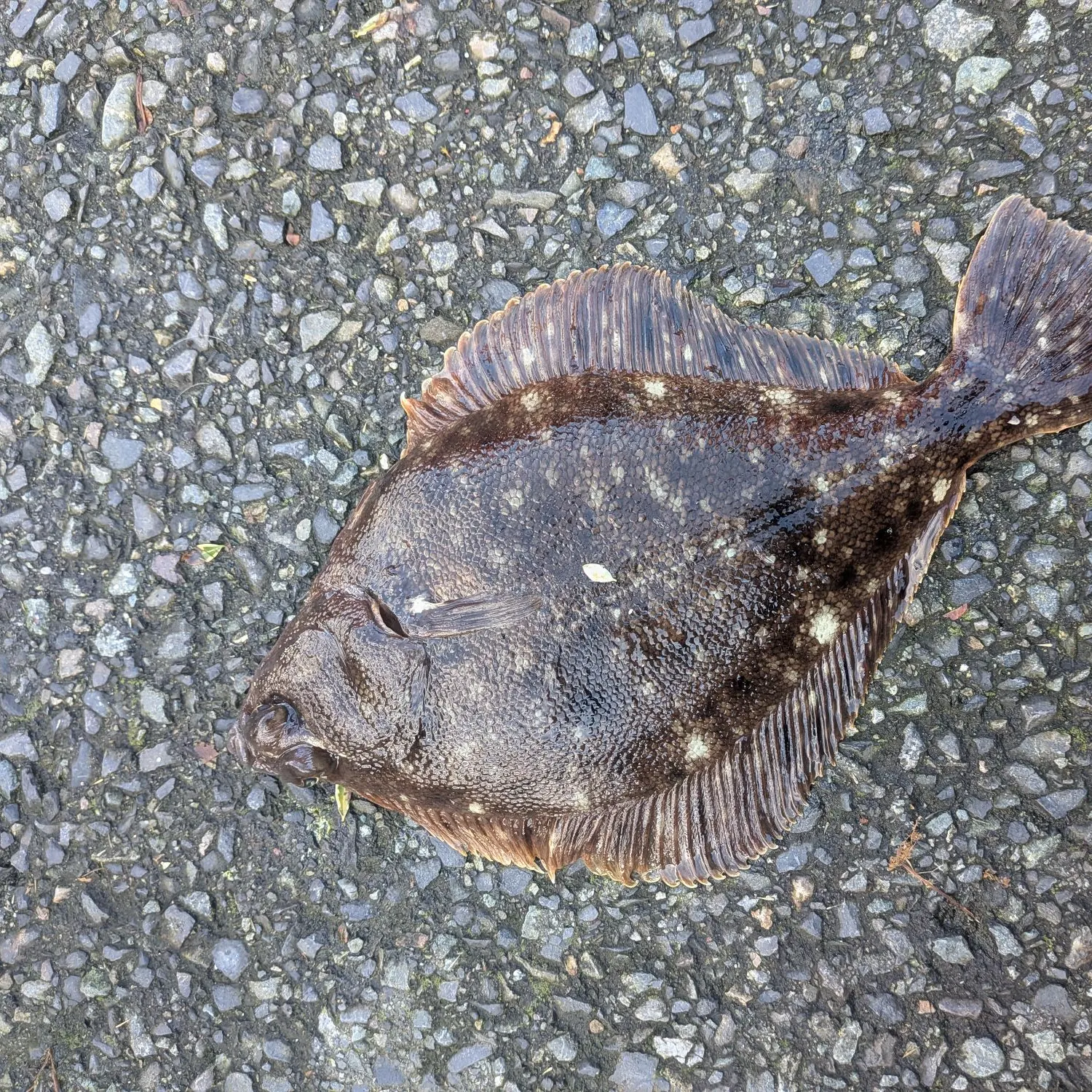 The most recent Northern rock sole catches on Fishbrain