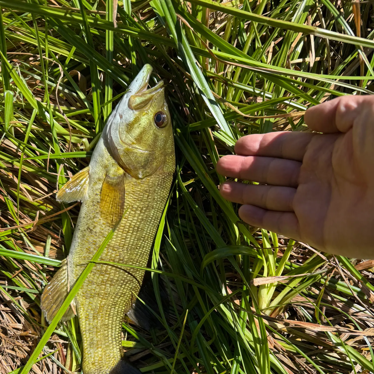 Smallmouth bass caught on Fishbrain