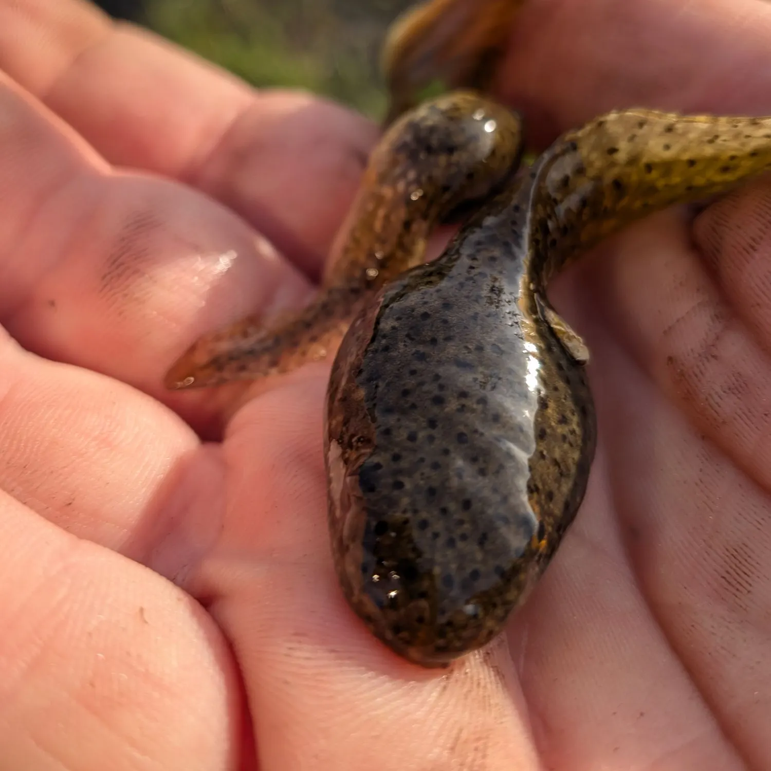 The most recent Tadpole fish catches on Fishbrain