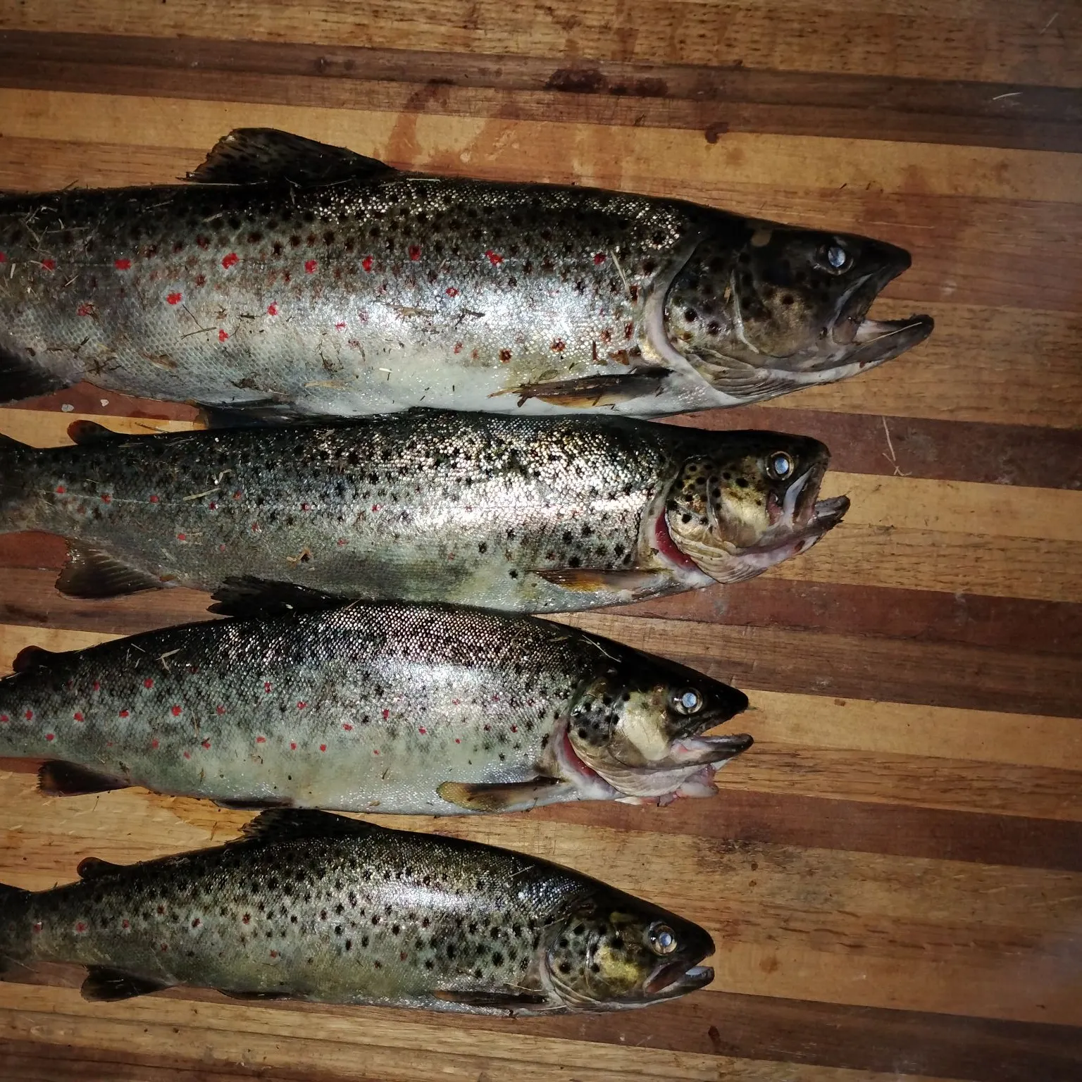 recently logged catches