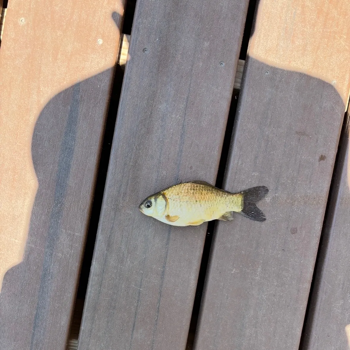 The most recent Round crucian carp catches on Fishbrain