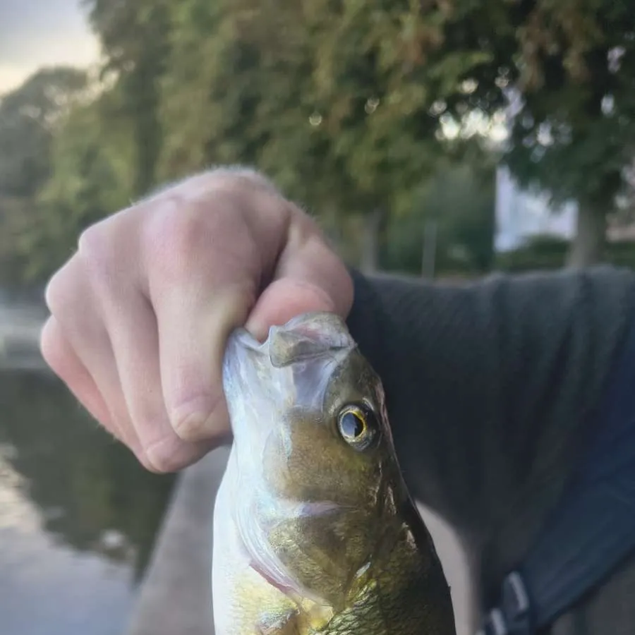 European perch caught on Fishbrain