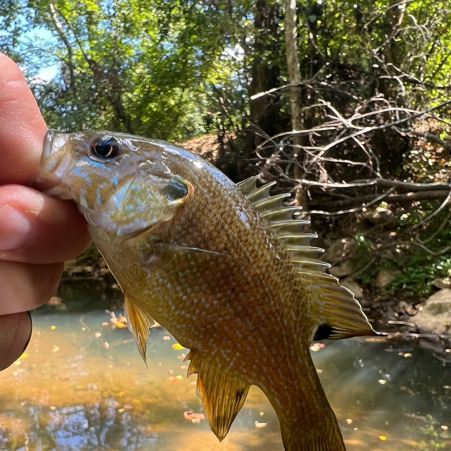 Green sunfish caught on Fishbrain