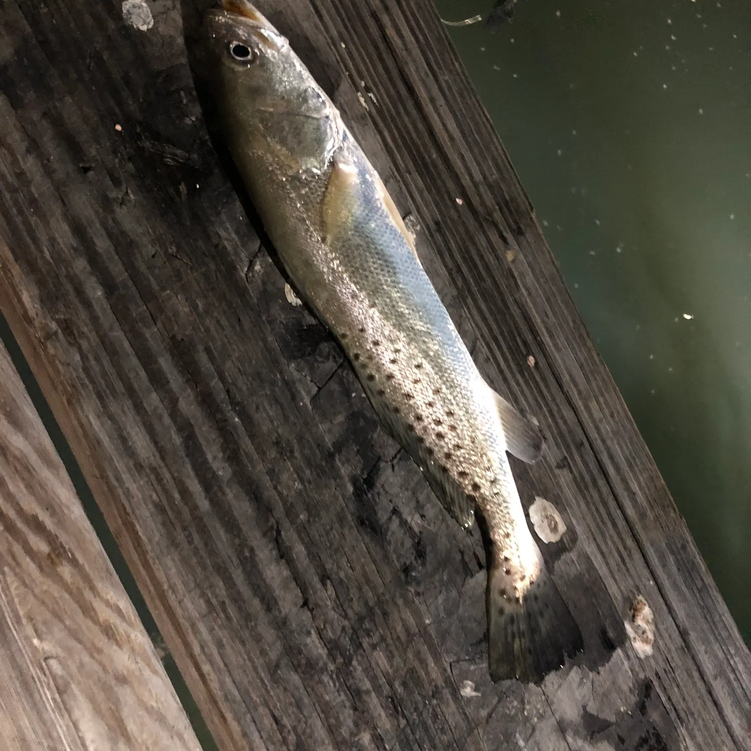 Spotted seatrout caught on Fishbrain