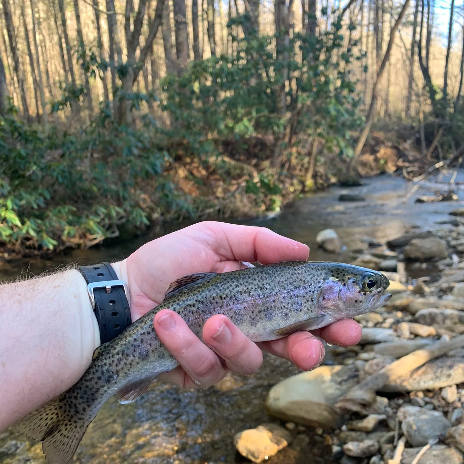 Rainbow trout caught on Fishbrain