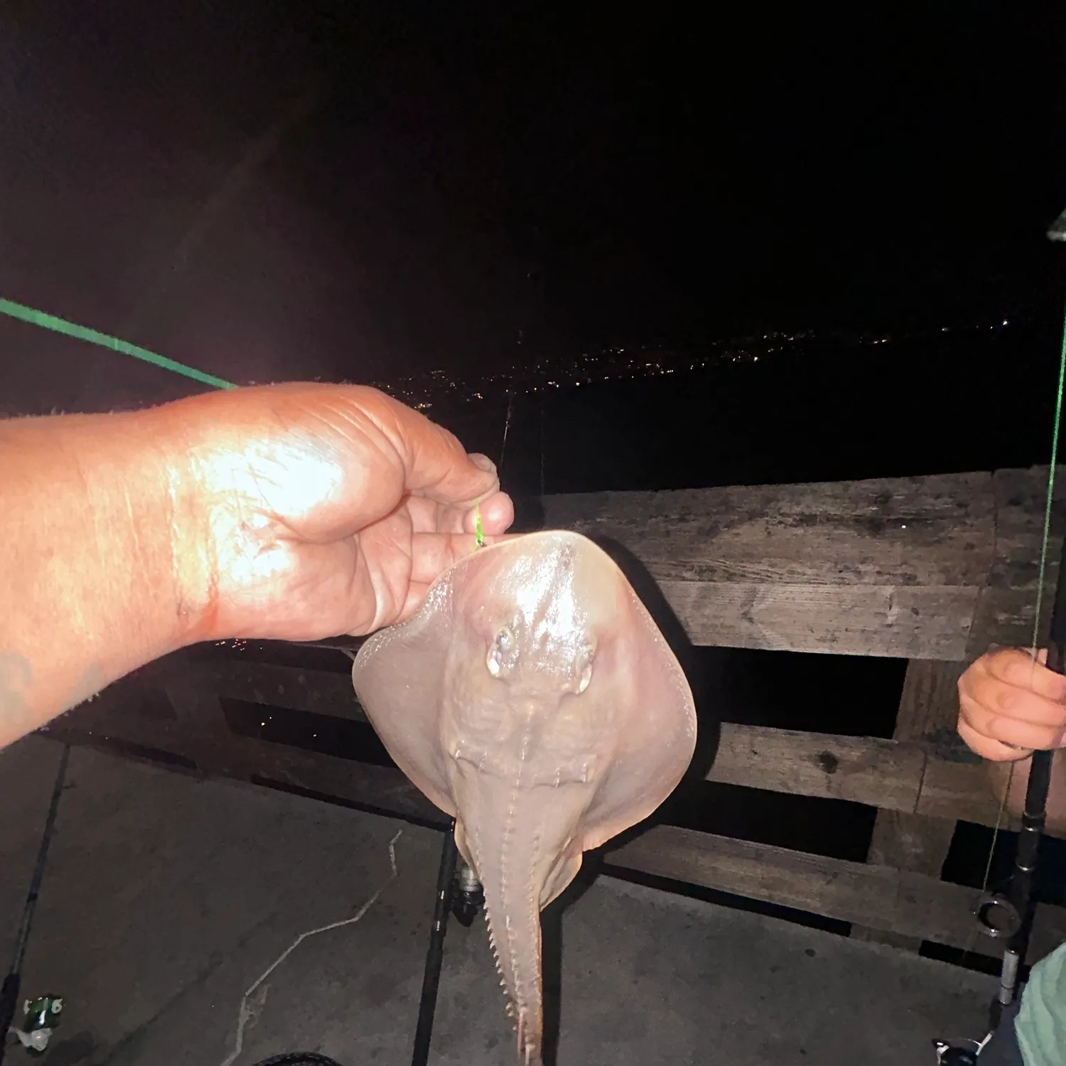 Thornback ray caught on Fishbrain