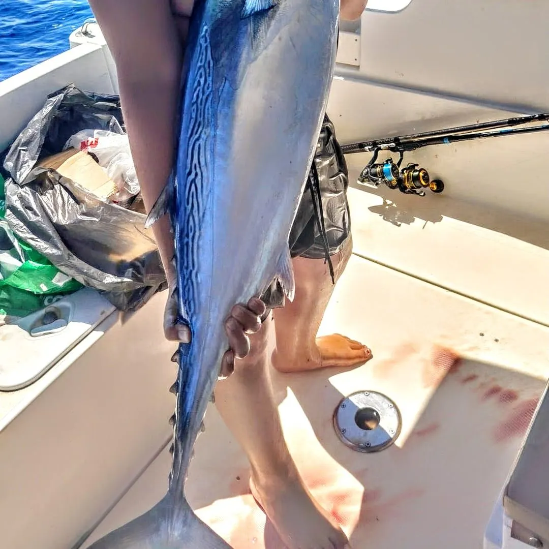 The most recent Little tunny catches on Fishbrain