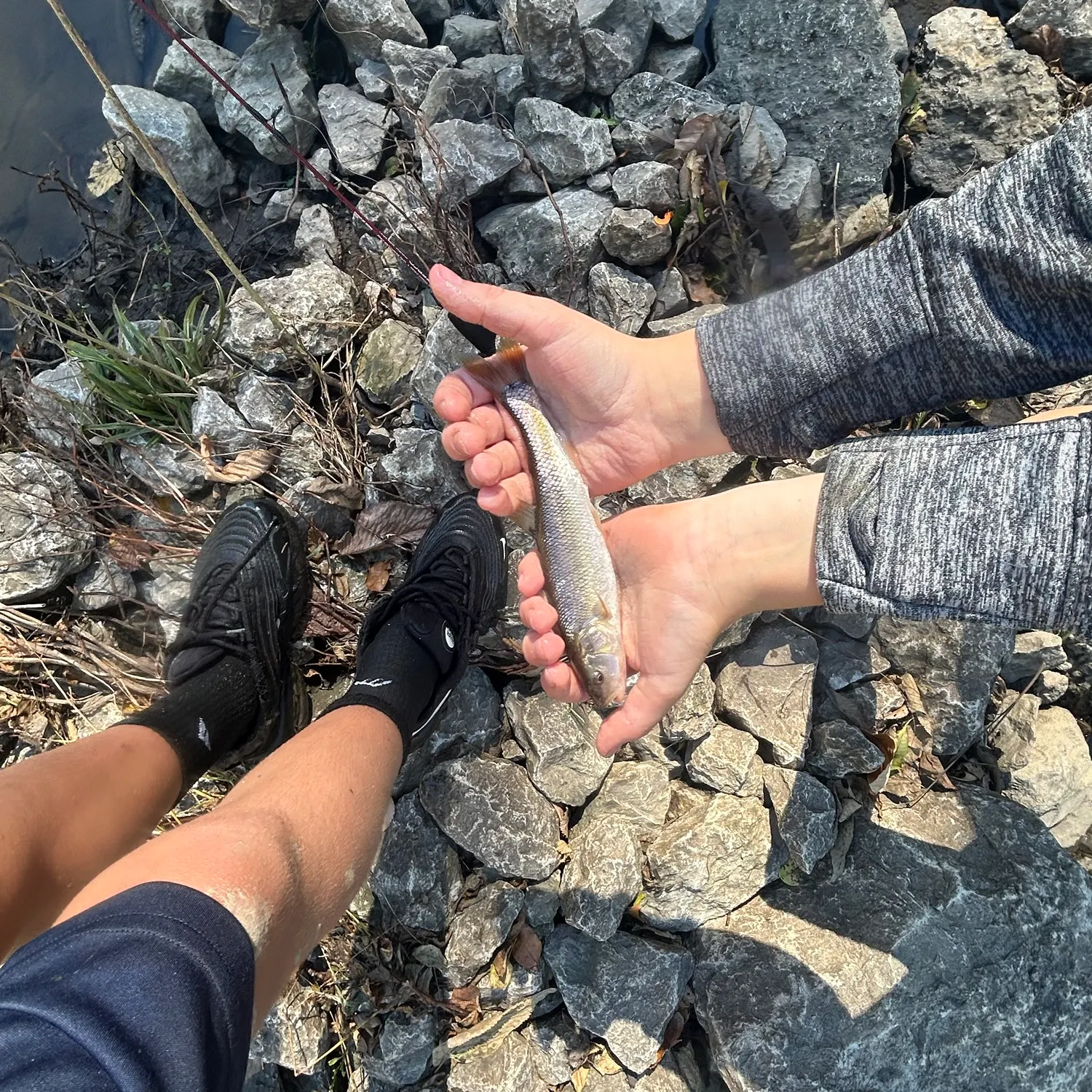 Creek chub caught on Fishbrain