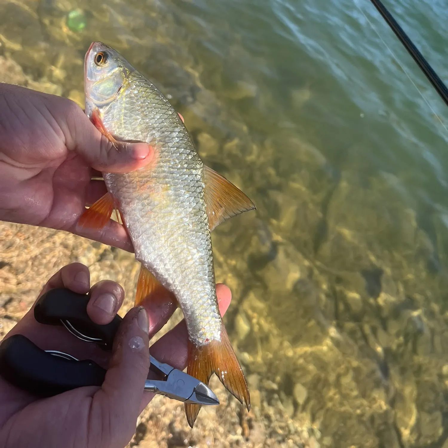 Common roach caught on Fishbrain