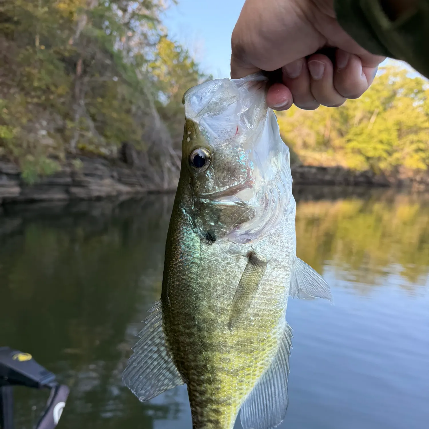 White crappie caught on Fishbrain